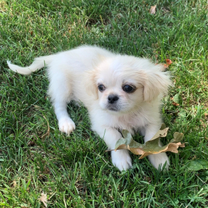 Pekingese Puppy Barry