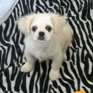 Pekingese Puppy Barry