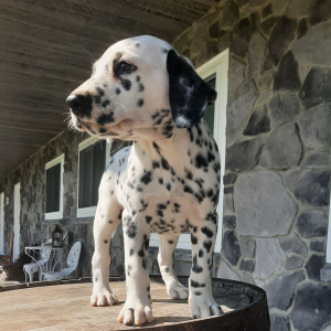 Dalmatian Puppy Lilly