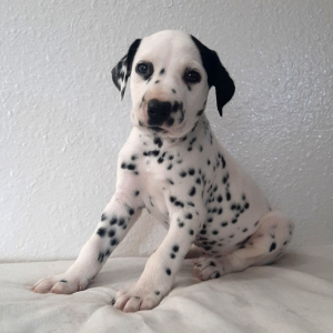 Dalmatian Puppy Jack