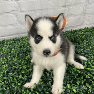 Siberian Husky Puppy Kitty