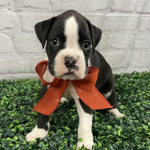 Boxer Puppy Chisum