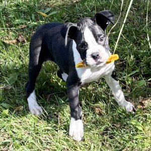 Boxer Puppy Chisum