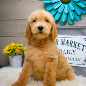 Goldendoodle Puppy Guss