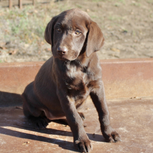 Labrador Retriever Puppy Bailey