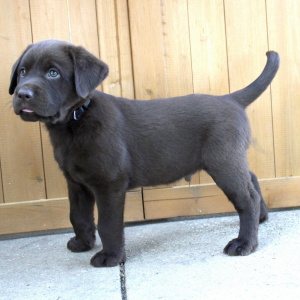 Labrador Retriever Puppy Hank