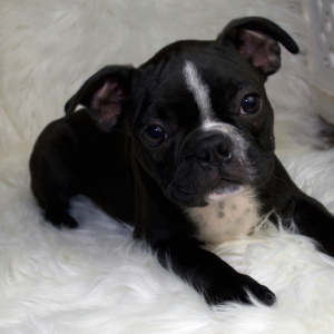 Boston Terrier Puppy Bosco