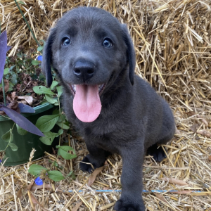 Labrador Retriever Puppy Tracy