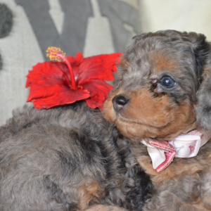 Bernedoodle Puppy Annabelle Lee