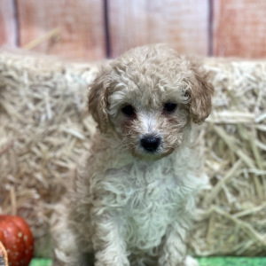 Cavapoo Puppy Mia