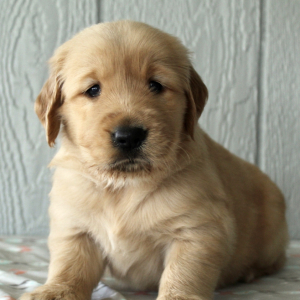 Golden Retriever Puppy Ella