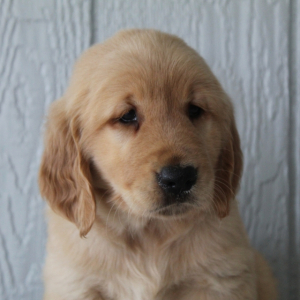 Golden Retriever Puppy Ella