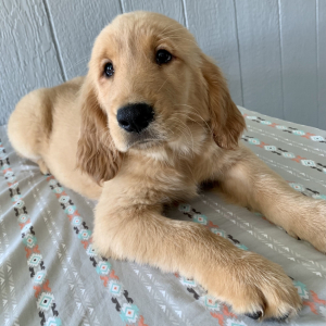 Golden Retriever Puppy Ella