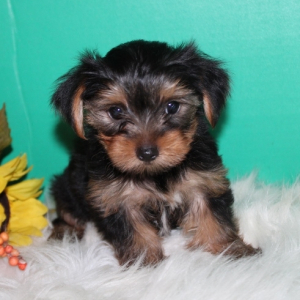 Yorkshire Terrier Puppy Bentley