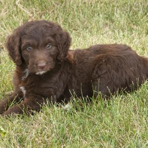 Aussiedoodle Puppy Lola