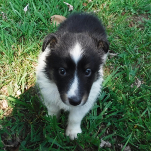 Shetland Sheepdog Puppy Caitlyn