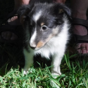 Shetland Sheepdog Puppy Caitlyn