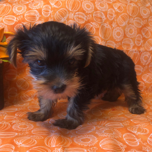 Yorkshire Terrier Puppy Asher