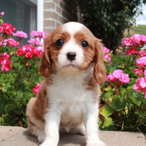 Cavalier King Charles Spaniel Puppy Sunshine