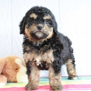 Bernedoodle Puppy Layla.