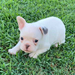 French Bulldog Puppy Katy Bug