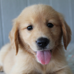 Golden Retriever Puppy Fancy