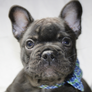 French Bulldog Puppy Balboa