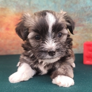 Havanese Puppy Freddy