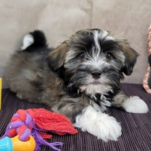 Havanese Puppy Freddy