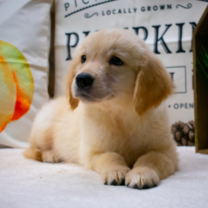 Golden Retriever Puppy Cameron