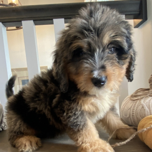 Bernedoodle Puppy Baron