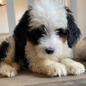 Bernedoodle Puppy Brady