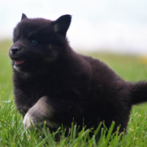 Pomsky Puppy Jeffrey