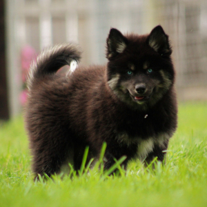 Pomsky Puppy Jeffrey
