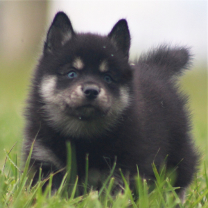 Pomsky Puppy Ed