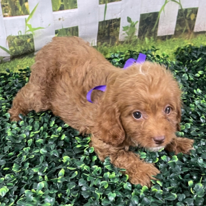 Cavapoo Puppy CHAI