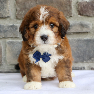 Bernedoodle Puppy Luke