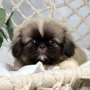 Pekingese Puppy Nikko