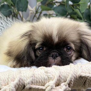 Pekingese Puppy Nikko