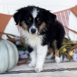Australian Shepherd Puppy Rip
