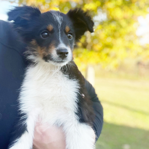 Australian Shepherd Puppy Rip