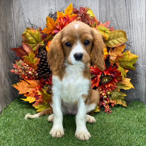 Cavalier King Charles Spaniel Puppy Annie