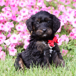 Bernedoodle Puppy Georgie