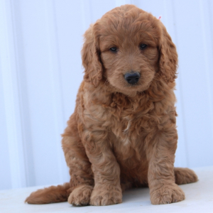 Goldendoodle Puppy Hobo