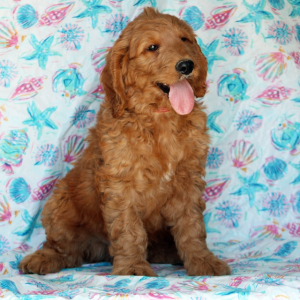 Goldendoodle Puppy Hap
