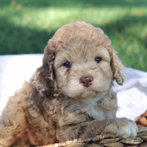 Cockapoo Puppy Roxie