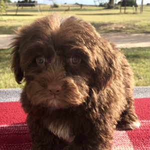 Yorkiepoo Puppy Esther