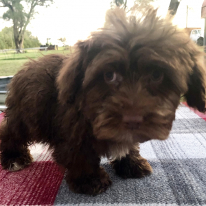 Yorkiepoo Puppy Esther