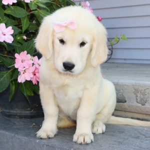 Golden Retriever Puppy Fluffy