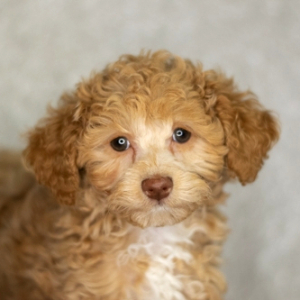 Poodle Puppy Riddley